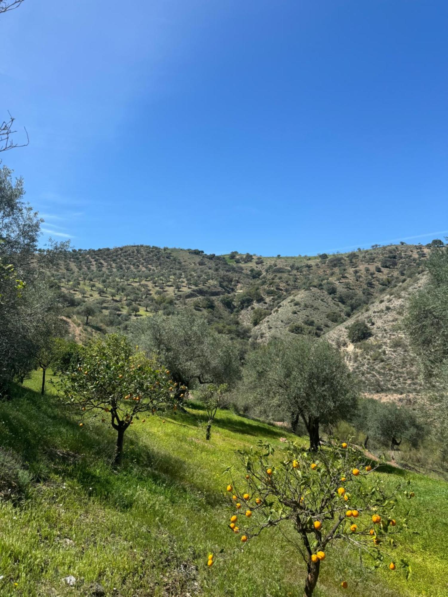 Santa Teresa Bed & Breakfast Andalusien Pizarra Eksteriør billede